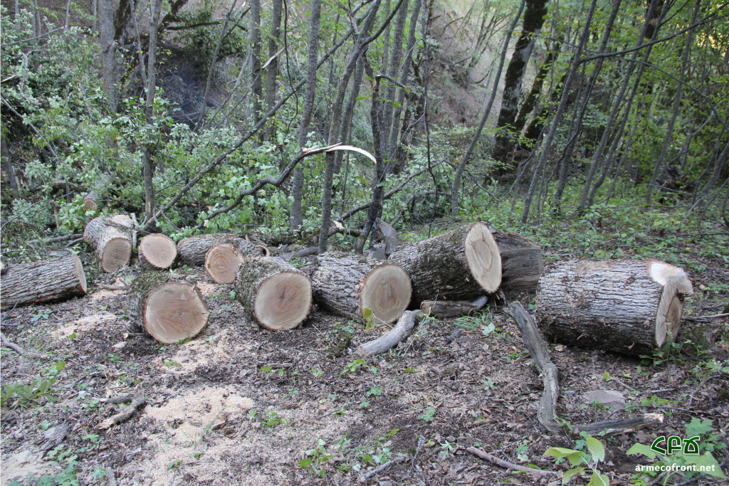 Ոչնչացվող անտառի հետքերով 2 – Սյունիք. տեսանյութ, լուսանկարներ