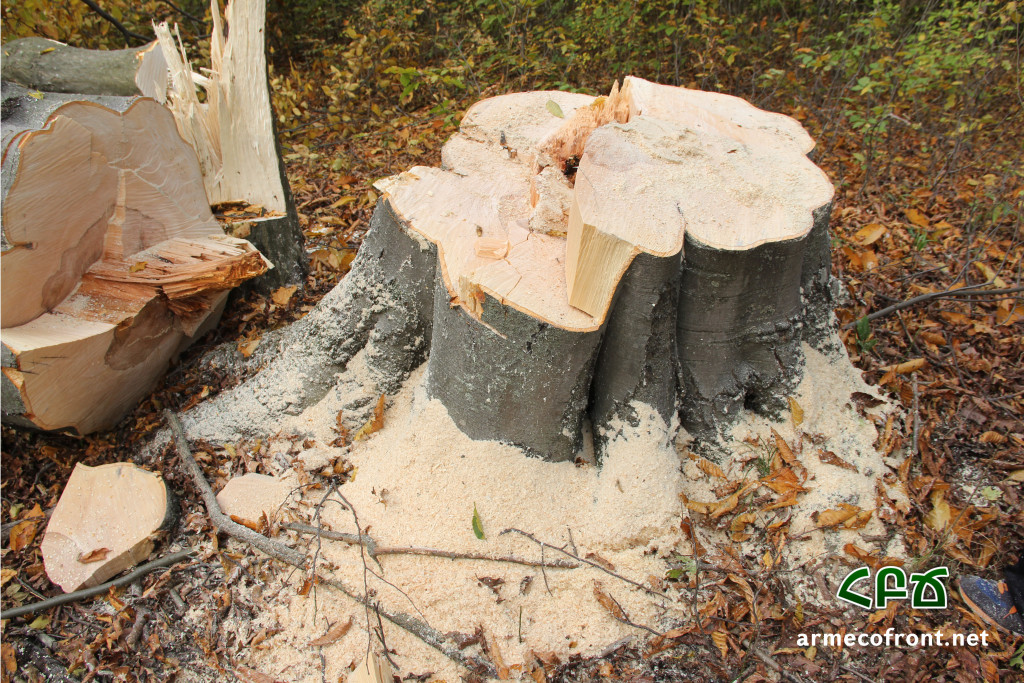 Ոչնչացվող անտառի հետքերով 4 – Լոռի (տեսանյութ, լուսանկարներ)