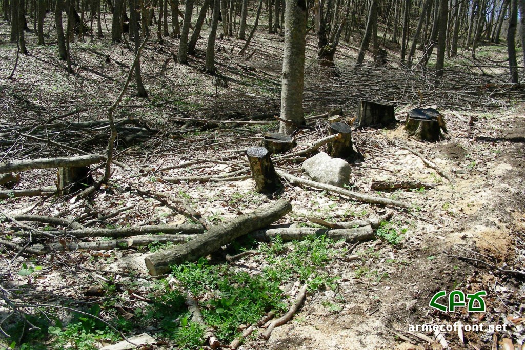 Ահազանգ Իջևանի անտառներից՝ ծառերի սպանդը շարունակվում է