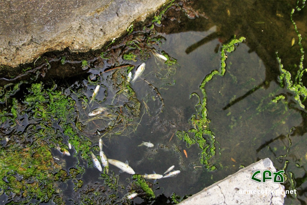 Հազարավոր սատկած ձկներ Հրազդան գետում․ տեսանյութ, լուսանկարներ