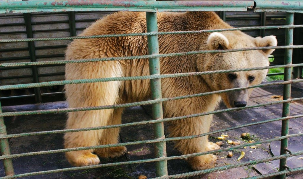 Bears kept in captivity disappear after alerts to Armenia’s Ministry of Nature Protection